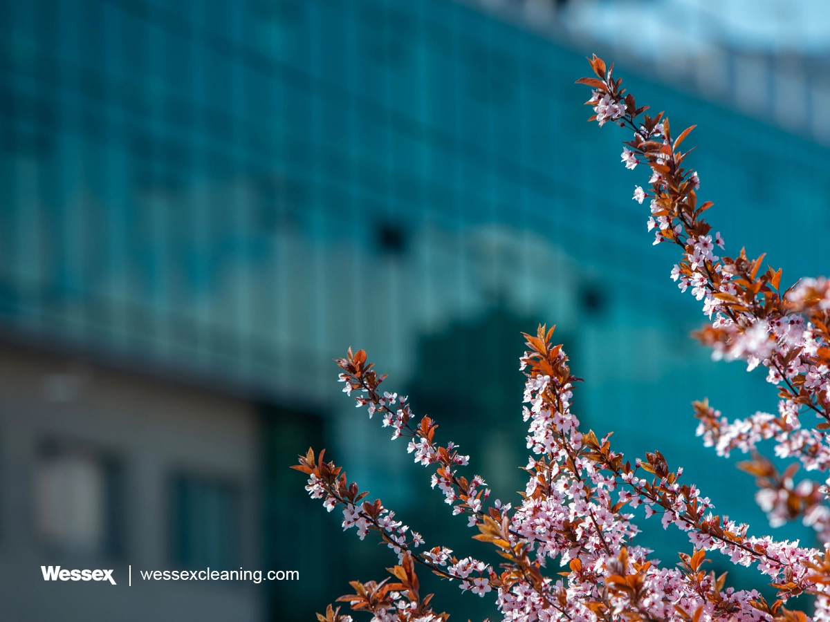 Blooming sakura tree symbolising fresh start for spring cleaning and health compliance.
