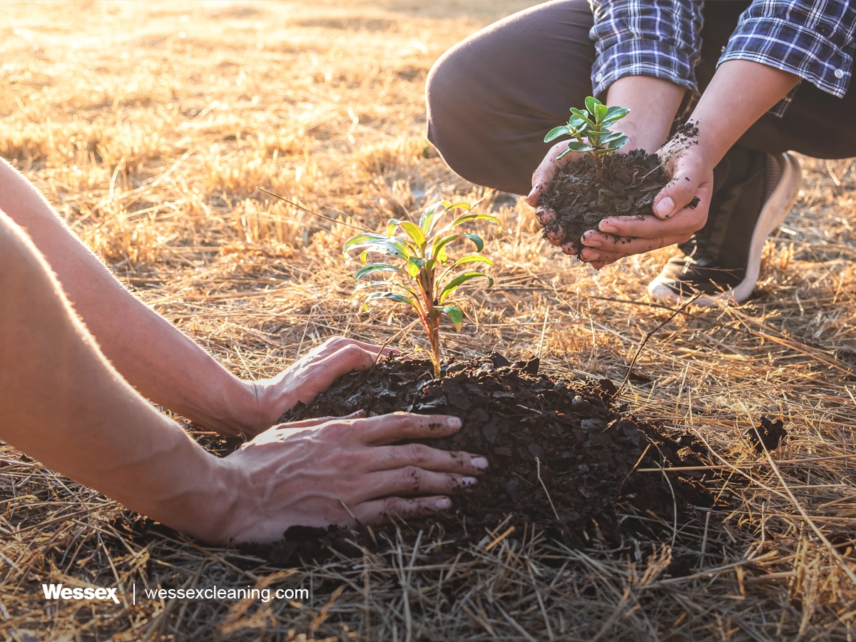 Hands planting tree seedlings to protect the environment